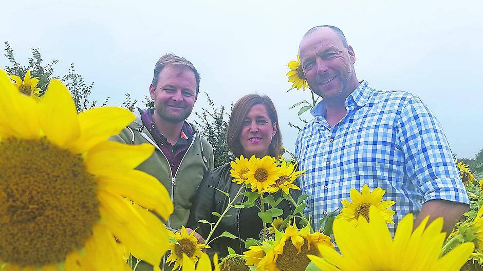 Lasst Sonnenblumen sprechen