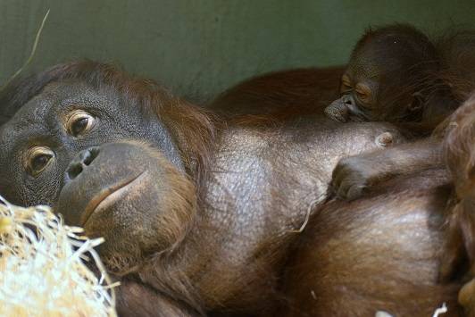 Krefelder Zoo: Nachwuchs bei den Orang-Utans