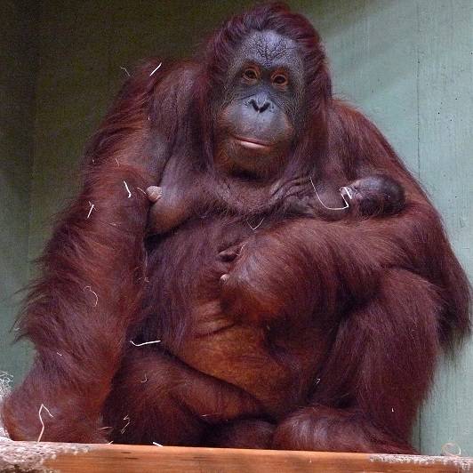 Nachwuchs bei den Orang-Utans