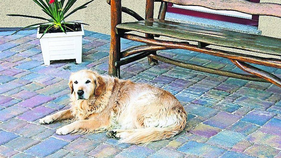  Tierisch gut: Betonstein wird aus den natürlichen Ausgangsstoffen Wasser, Sand, Kies und Zement hergestellt. Das Material hält ein Leben lang, ist äußerst robust und sehr pflegeleicht. 