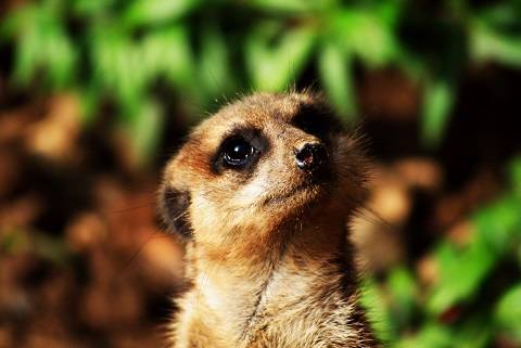 160.000 Lose zugunsten der Erdmännchen-Anlage verkauft