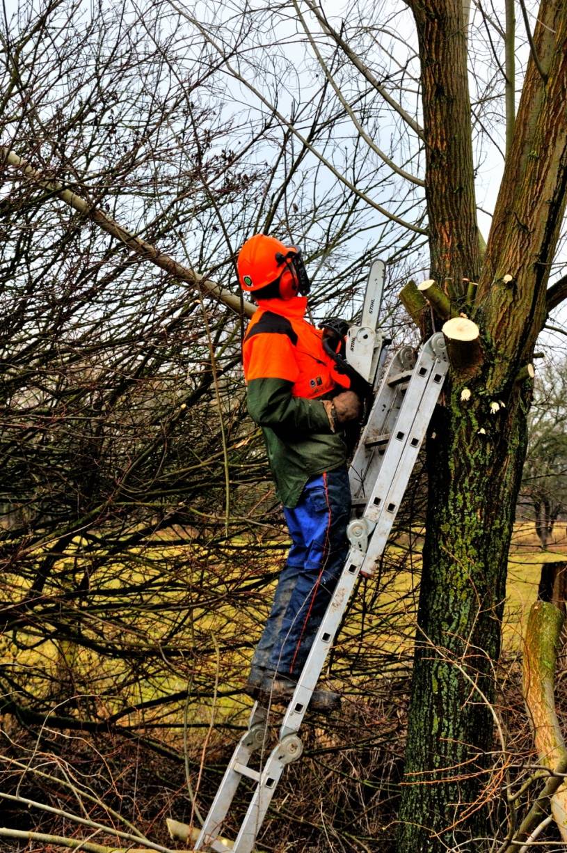 Mit einer Säge sollte man umgehen können. Doch auch beim Zweige "wegschleppen" sind helfende Hände einfach unverzichtbar.