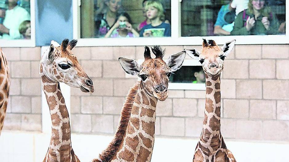  Im Juli gab es bei den Giraffen im Burgers´ Zoo gleich dreimal Nachwuchs.  