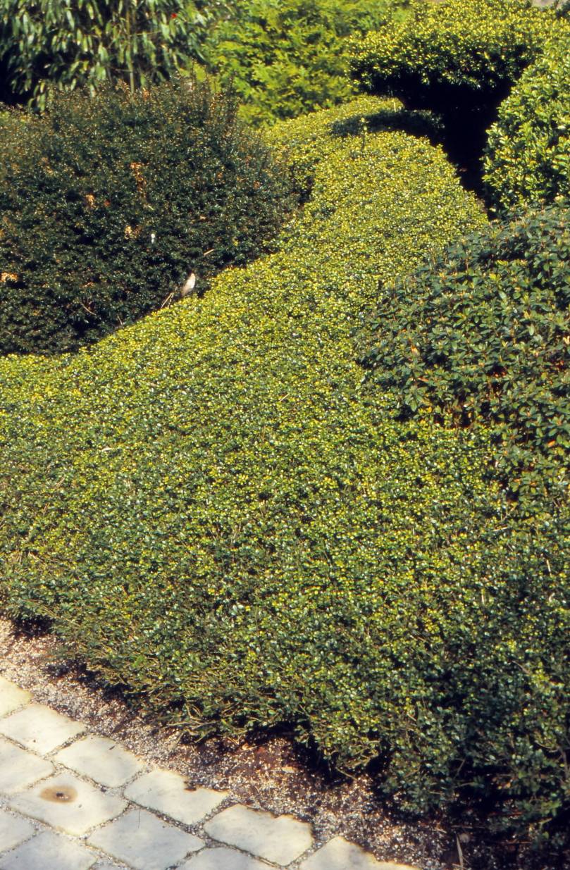 Optisch von Buchsbaum kaum zu unterscheiden ist die Japanische. Der Strauch ist zudem sehr wandlungsfähig — und lässt sich als Bodendecker, Hecke oder Formschnittgehölz verwenden.