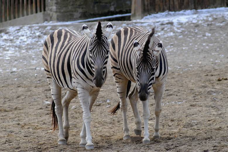  Die Ruhe der Zebras wurde vom neuen Nashorn-Bullen gefährdet. Da musste erstmal eine kräftige Palisade her! 