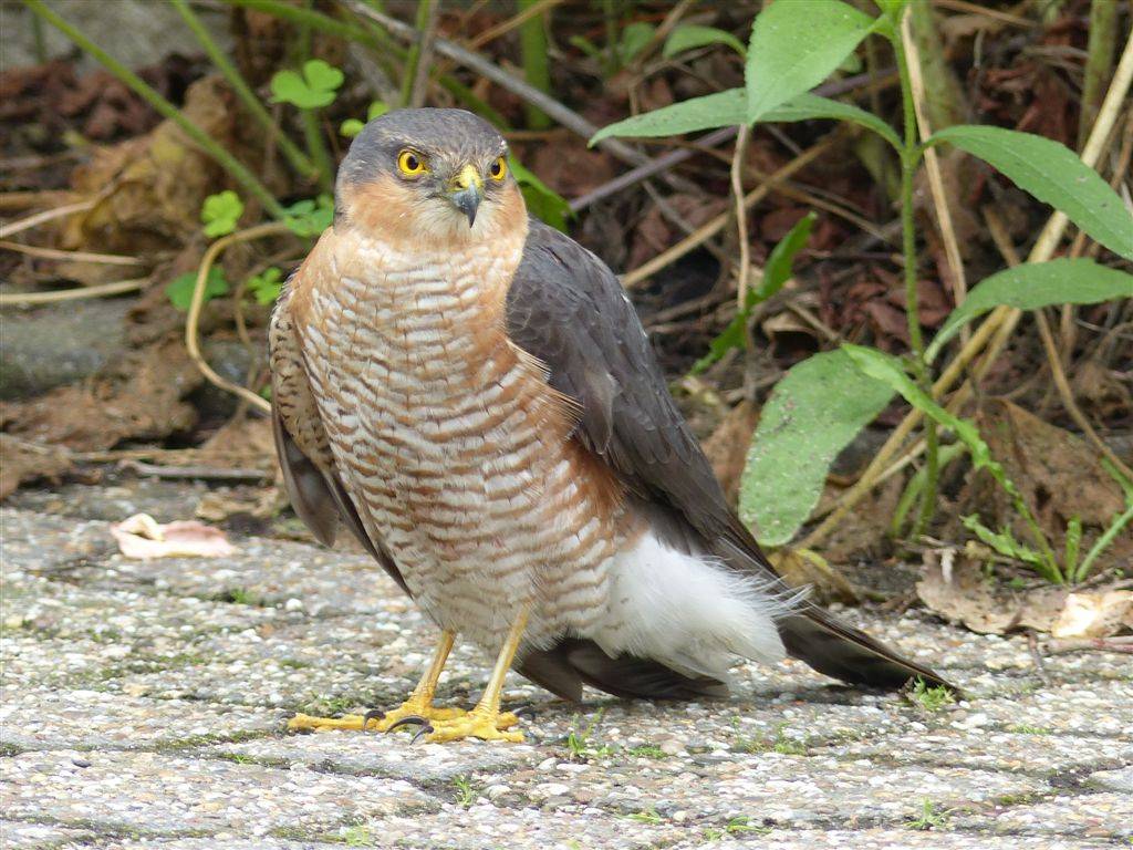 Wieder ein Raubvogel verletzt