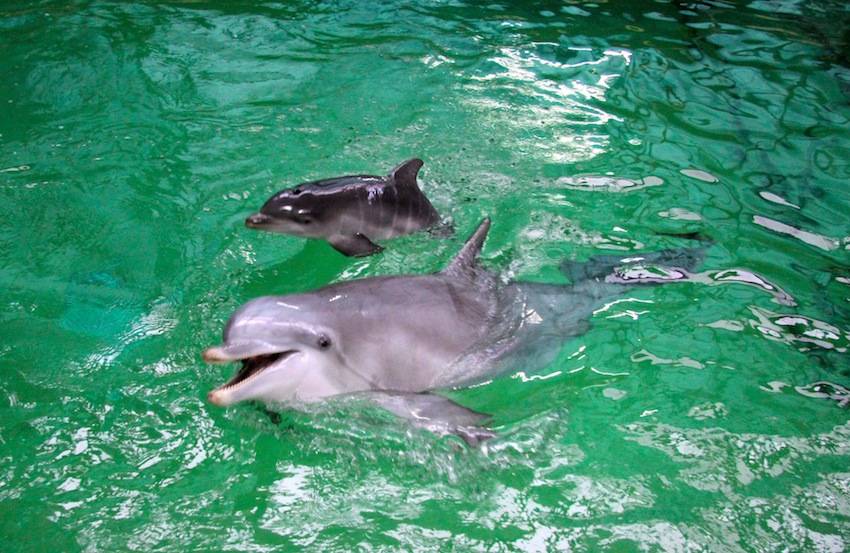 Ein Jungtier ist schon da, ein weiteres wird erwartet.