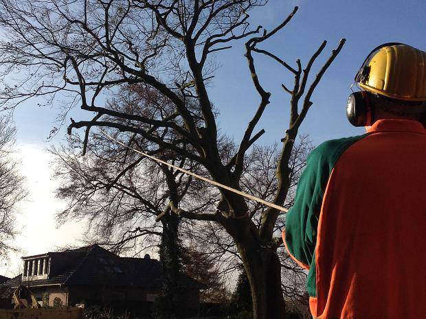 Die ENNI hat am Donnerstag eine kranke Rotbuche am Schwarzen Weg in Schwafheim fällen müssen.