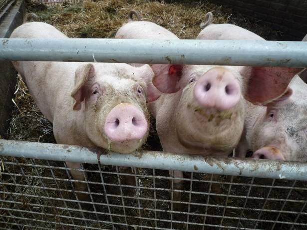 Schweinetransporter verunglückt: 13 Tiere tot
