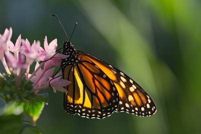 NABU-Aktion: Jeder kann mitmachen: Zeit der Schmetterlinge