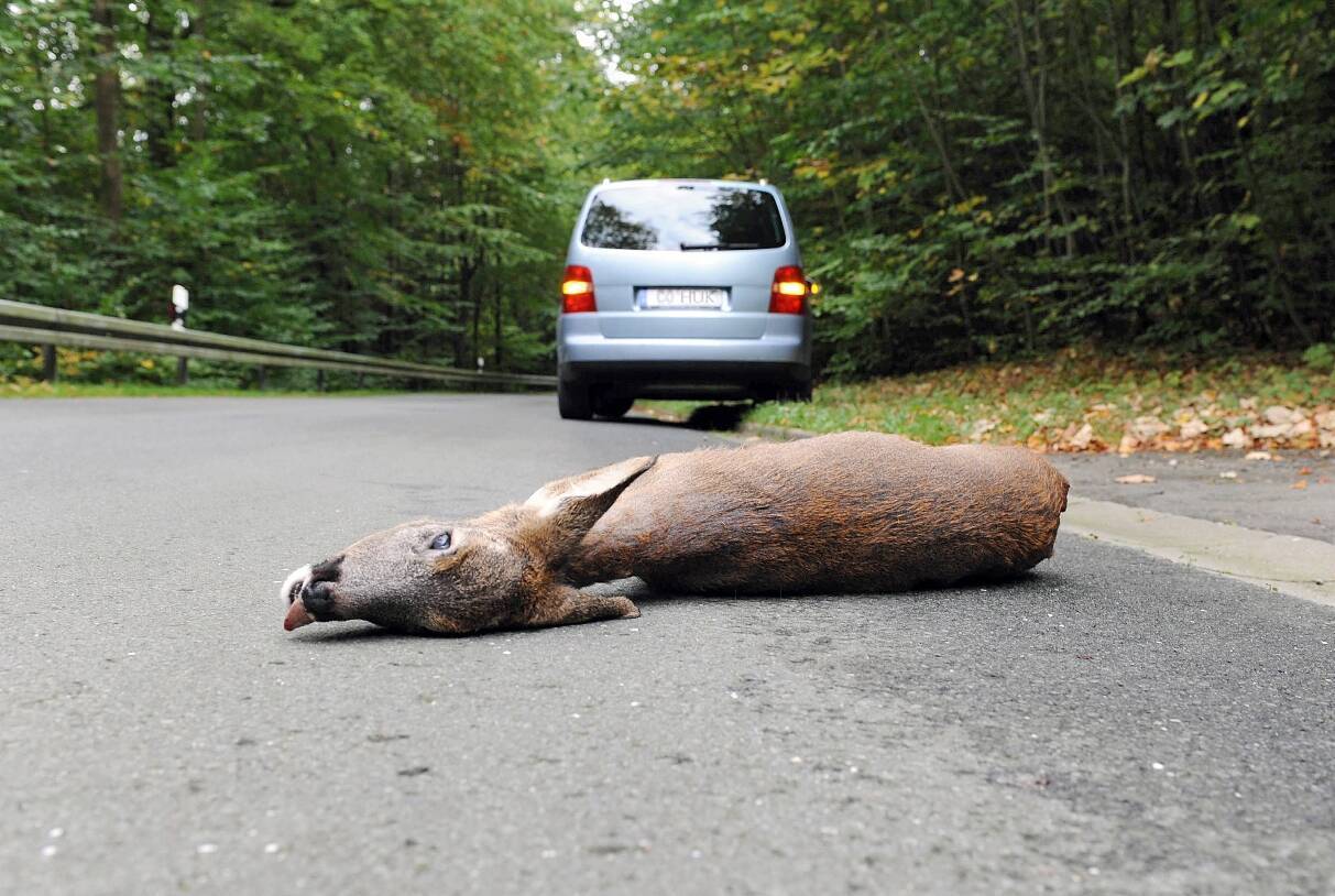 Mit Beginn des Herbstes ist mit vermehrtem Wildwechsel zu rechnen: Achtung Wildwechsel