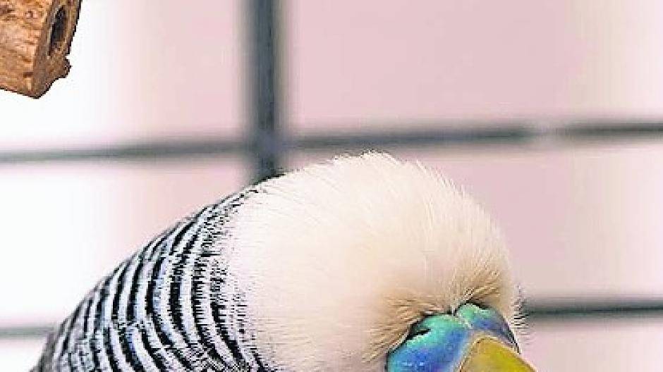 Ansteckend: Auch Vögel gähnen zusammen