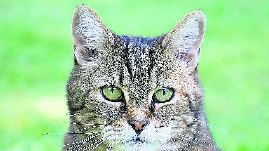 Wer Katzen genau beobachtet, kann ihre Signale erkennen und weiß, wie es ihr geht.