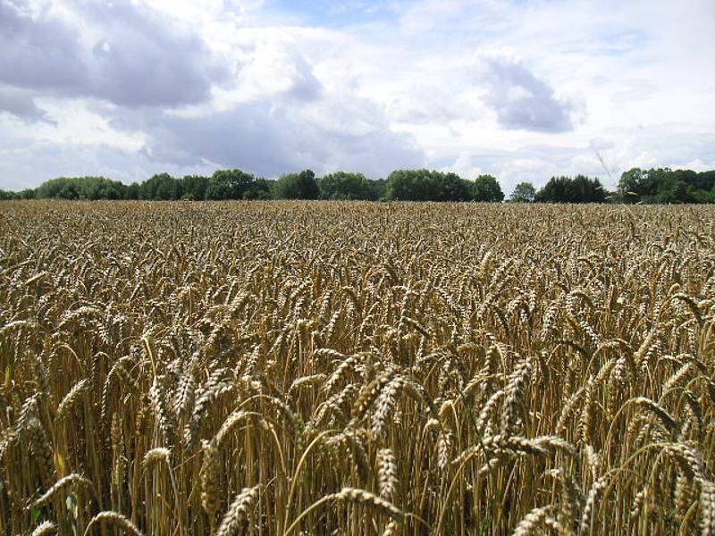 Die Weizenernte startet in diesen Tagen.