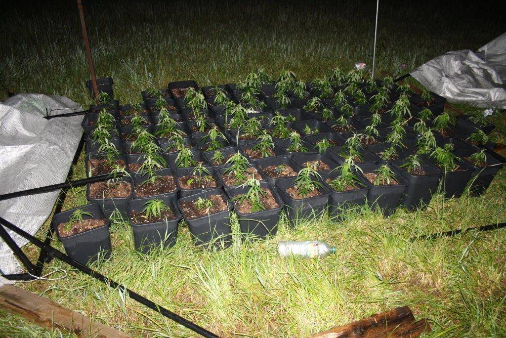 Cannabisplantage in Hüls entdeckt