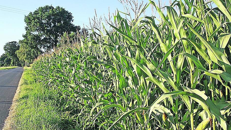  Pflanzenirrgärten sind angesagt. 