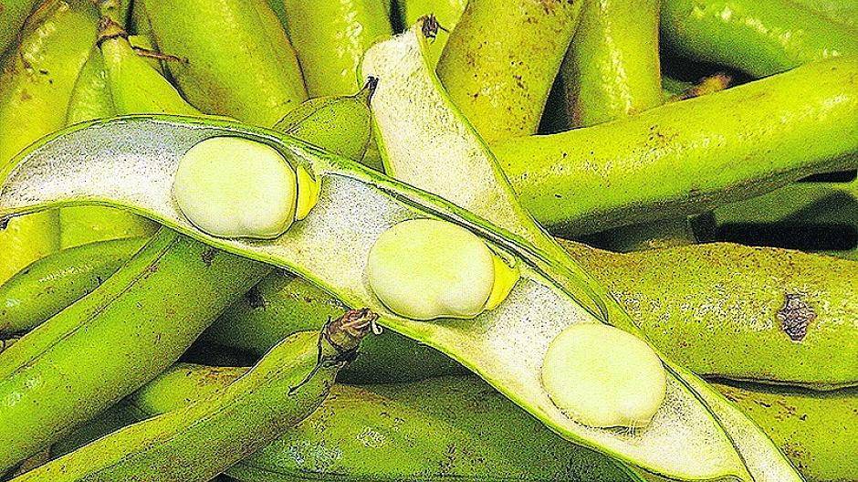 Dicke Bohnen stehen jetzt auf den Speisekarten der Restaurants am Niederrhein.