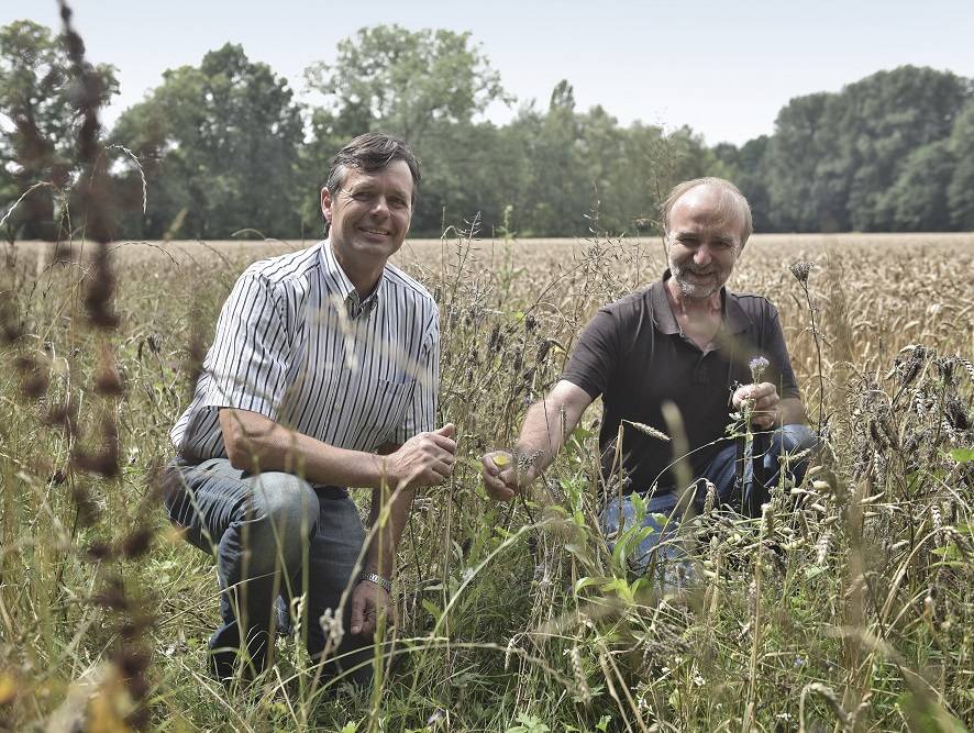 Es summt im Blühstreifen