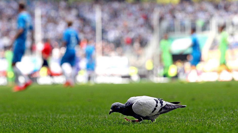 Der Taube ist der Trubel in der Arena offensichtlich ziemlich...
