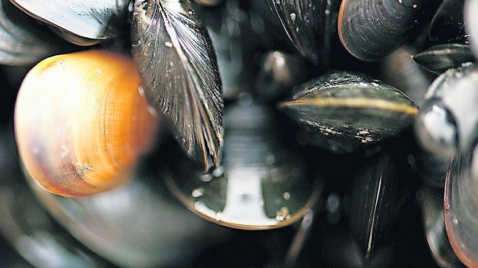  Einfach nur lecker: Es ist Saison für Miesmuscheln. 