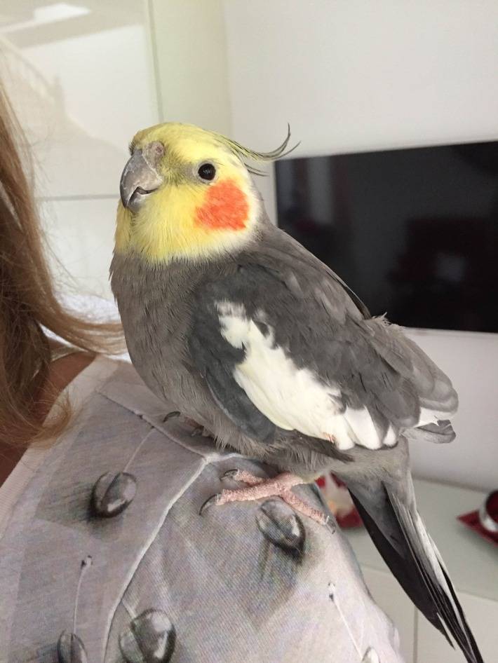 Süßes für hilfreiche Zeugen