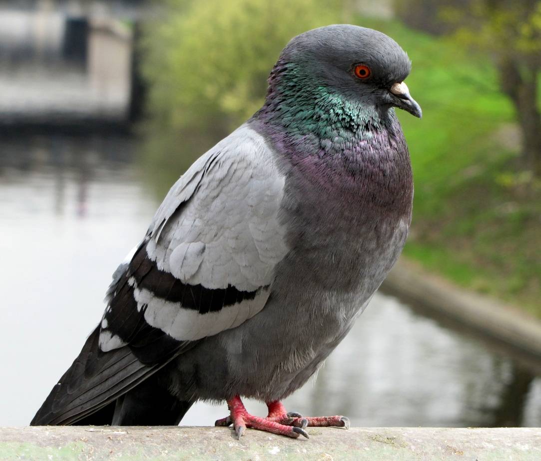  Tauben: In den Innenstädten oft nicht gern gesehen. 