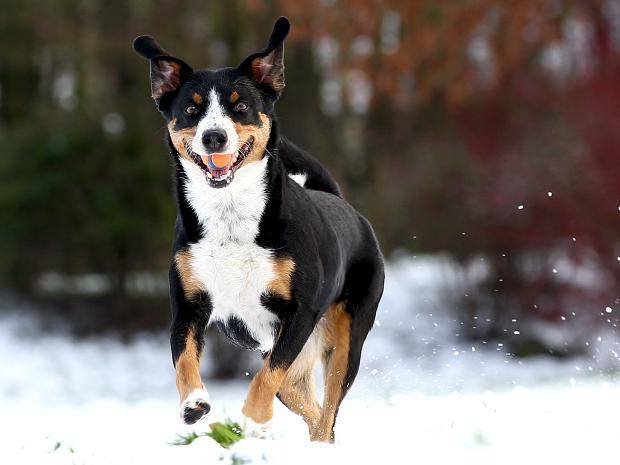 Nicht nur die Zweibeiner hatten ihren Spaß am...