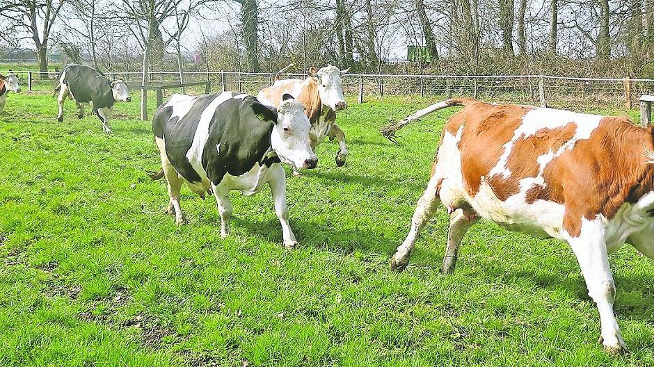  Bei Sonnenschein und den ersten warmen Temperaturen ging es im Galopp raus ins Grüne. 