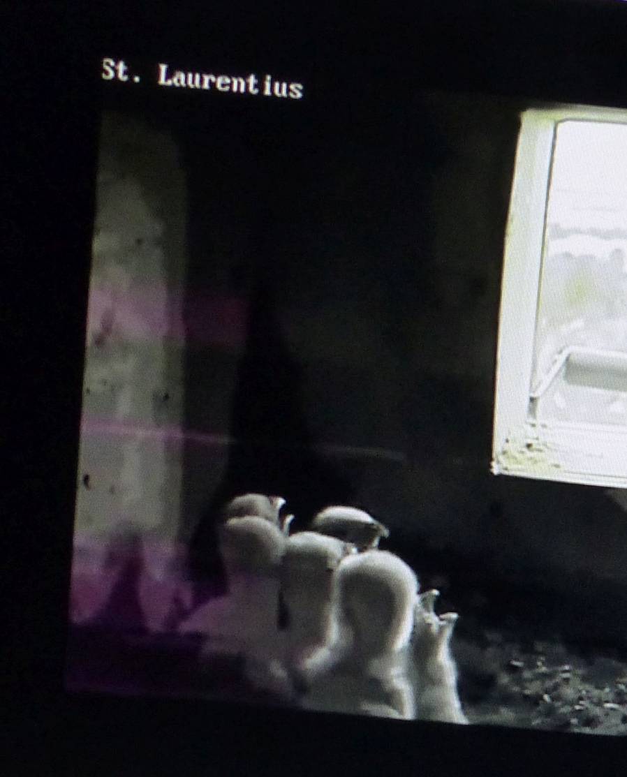 Die Webcam im Grefrather Kirchturm zeigt alle dreißig Sekunden ein neues Bild von den sechs geschlüpften Küken.