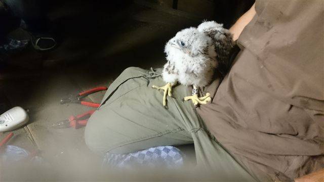  Für die Beringung wurden die Küken in Kempen aus dem Nistkasten genommen. "Das löst keinen Stress aus", versichert der NABU-Experte. 