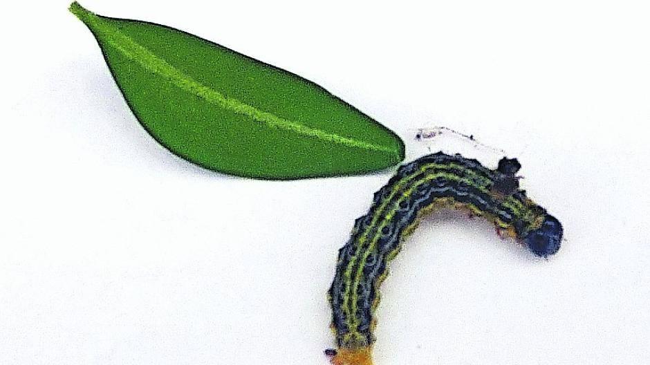 So sieht die Raupe des Buchsbaumzünslers aus. Zum Größenvergleich: ein Blatt des Buchsbaums.