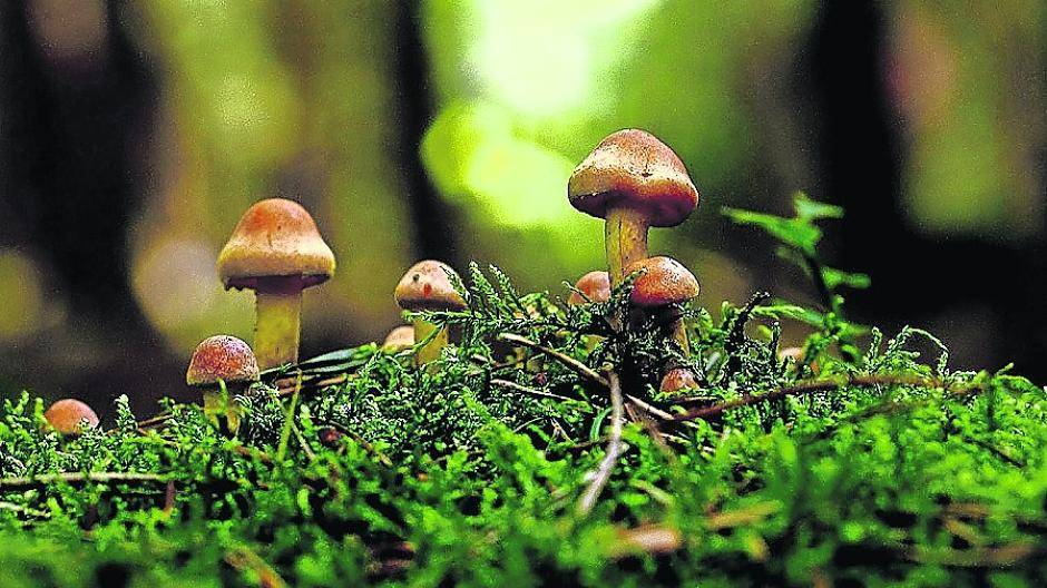  Die Untere Naturschutzbehörde weißt darauf hin, dass Pilzsammler Regeln und Vorschriften beachten müssen. 
