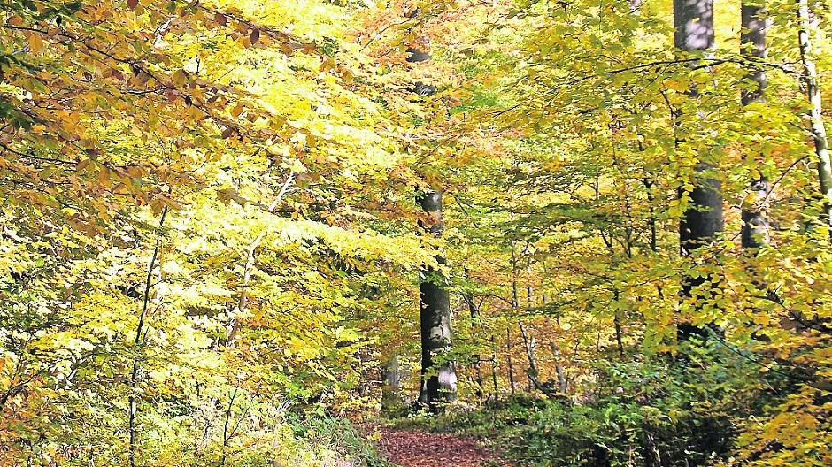 Krefelder Wald: Buchen im Aufwind
