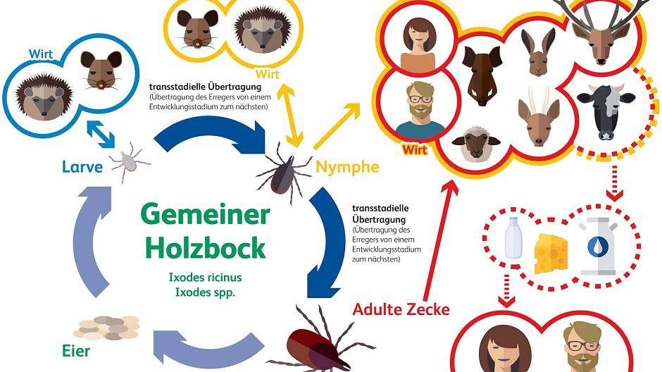 Alles zum Thema Zecken