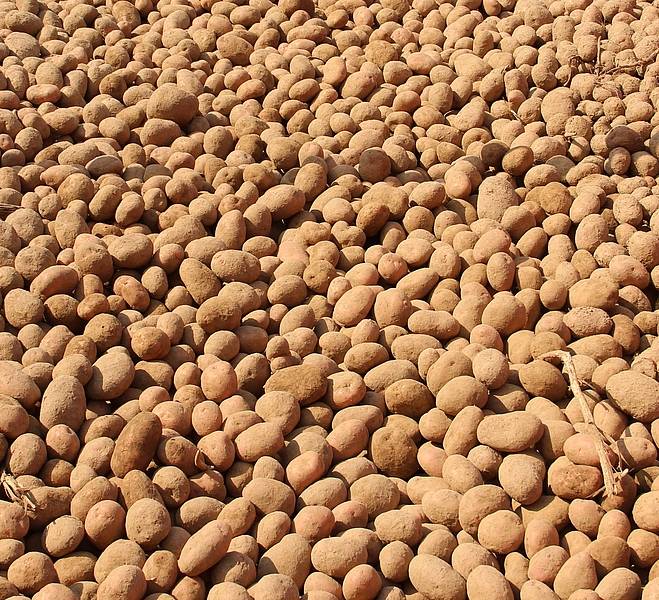 Die Rheinische Frühkartoffel-Saison startet.