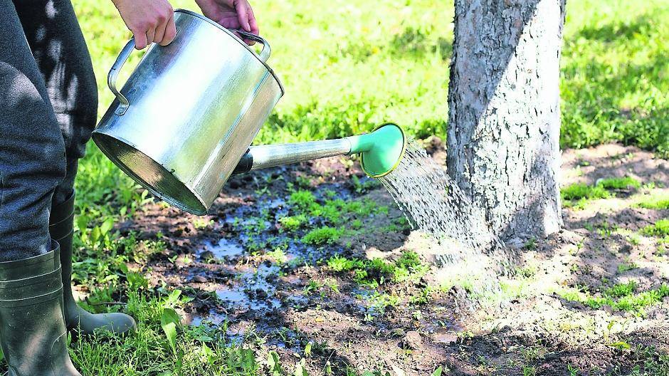 Wasser marsch für die Bäume