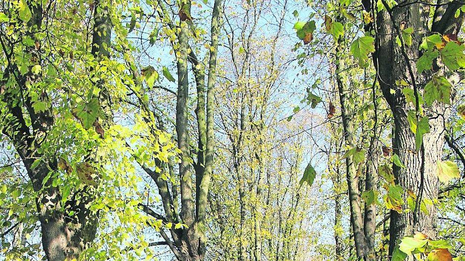 Eine Allee mit alten Buchen bildet die optische Mittelachse des Kurt-Schumacher-Parks.