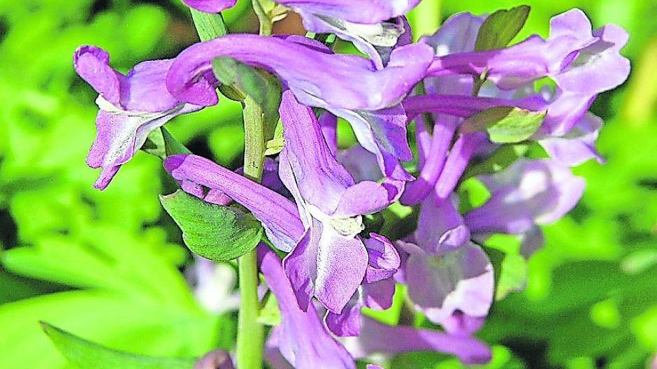 Frühlingserwachen in Bockum