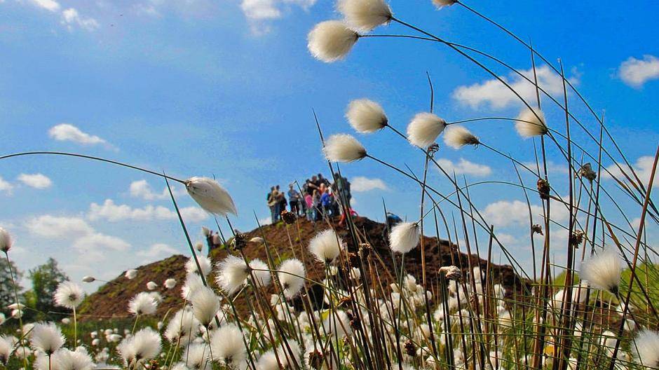  Impressionen aus dem renaturierten Naturschutzgebiet "Hohes Moor" - Wollgrasblüte in...