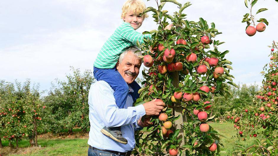 Das Alte Land ist das größte geschlossene Obstanbaugebiet...