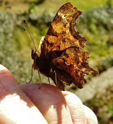 Gesprächskreis Hochsensibilität: Ängstlich, depressiv oder doch nur hochsensibel?