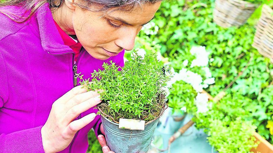 Wasabi, Prickelknopf und Lakritz-Tagetes