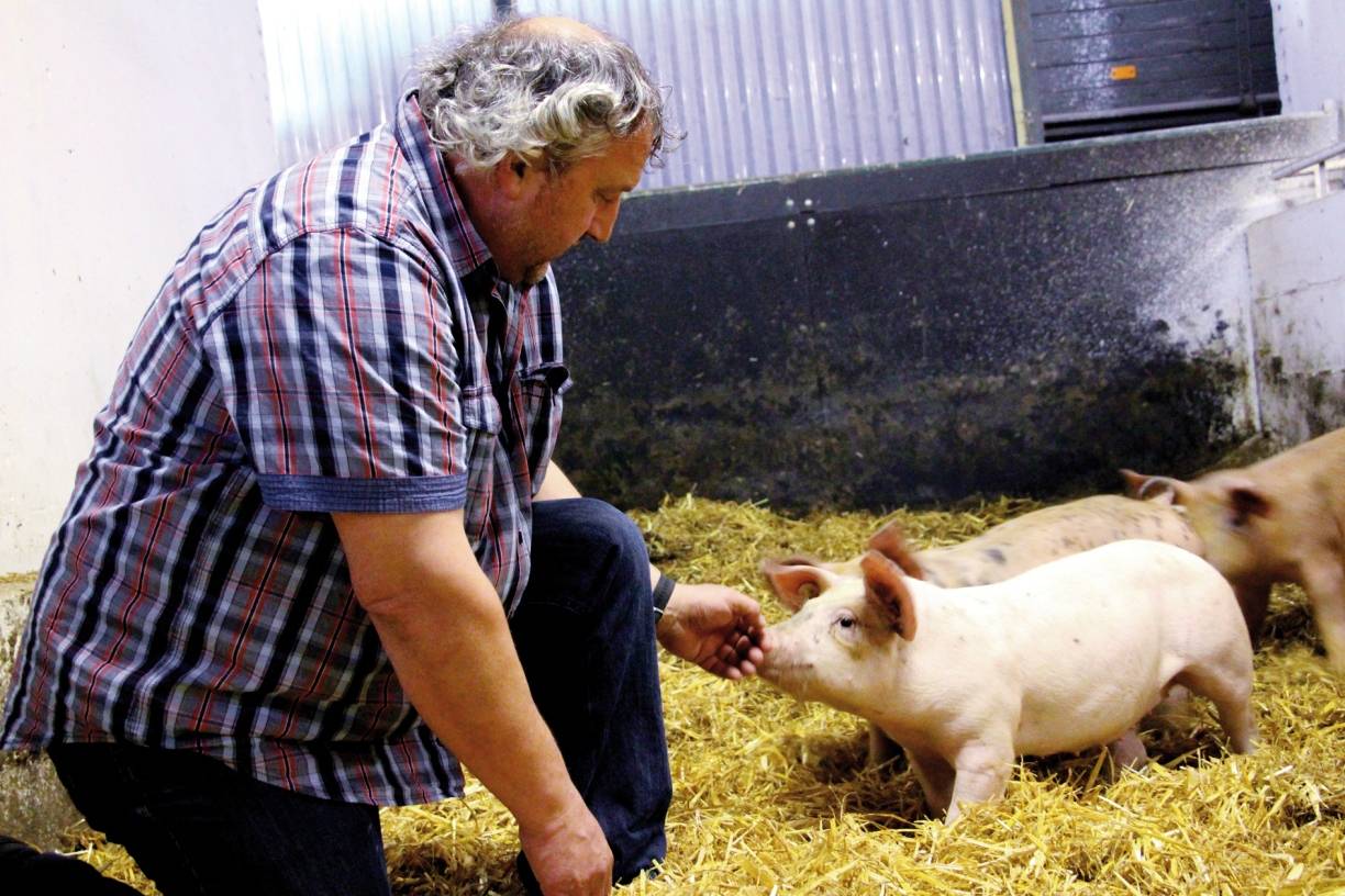  Zu seinen Schweinen hat Willi Steffens eine ganz besondere Beziehung. 