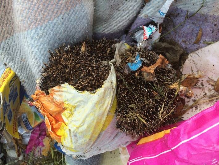 Wieder Igel in Willich angezündet