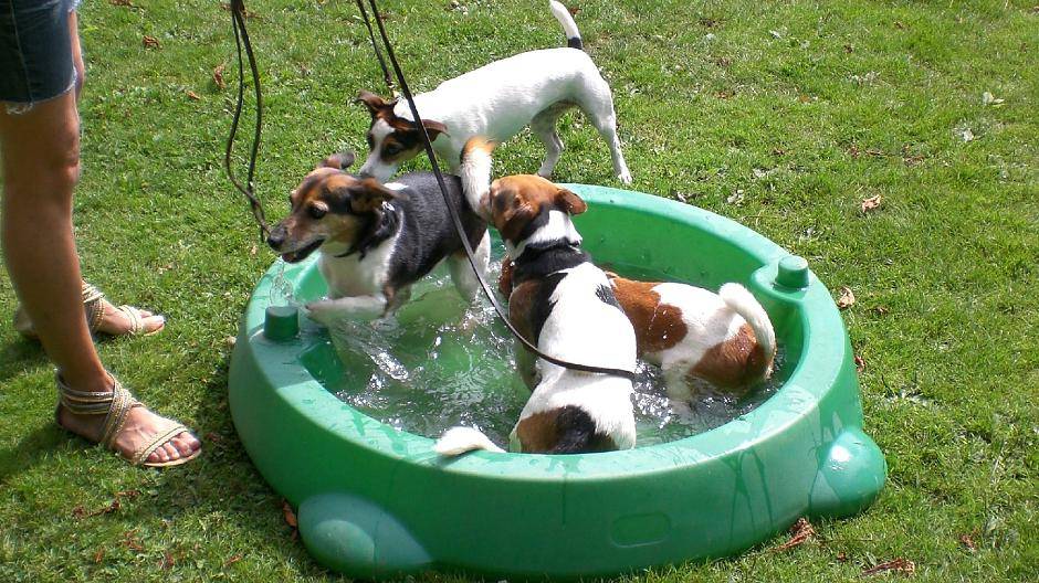 Samstag ist „Tag des Hundes“