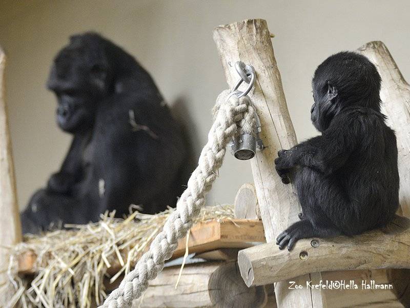 Nachwuchs im Krefelder Zoo: Gorilla-Baby im Zoo geboren. Es ist ein Junge