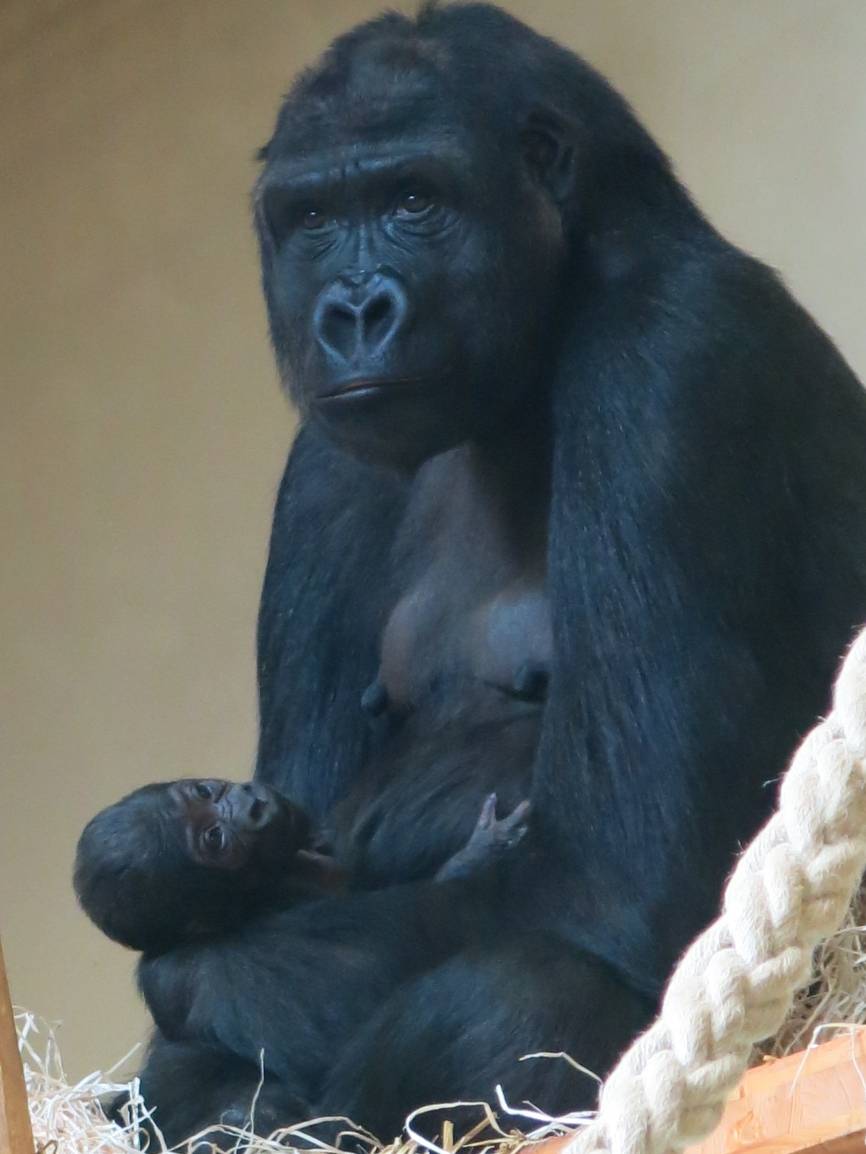Nachwuchs im Krefelder Zoo: Gorilla-Baby im Zoo geboren. Es ist ein Junge