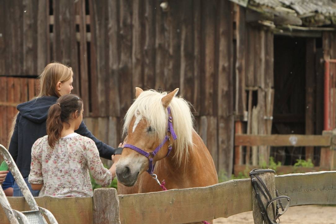Sonntag, 31. Mai, in Krefeld: Trödelmarkt für Reiter auf dem Kirschkamperhof