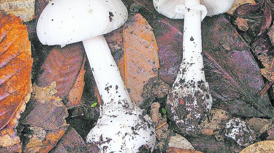  Der Weiße Knollenblätterpilz ist genau wie seine Artverwandten extrem giftig. Schon kleinste Mengen können nach dem Verzehr zu Leberversagen führen.  