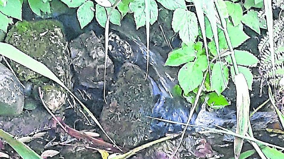 Ein Teich ist eine echt idyllische Oase mit Schilf, Teichreisen und Fischen.